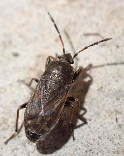 Réf. 316 841 : Megalonotus chiragra